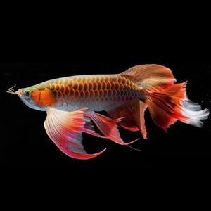 紅龍魚(yú)蒙眼最好治療方法是什么：紅龍魚(yú)蒙眼病治療方法 紅龍魚(yú)百科 第2張