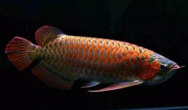 紅龍魚(yú)水質(zhì)ph多少合適釣魚(yú)：紅龍魚(yú)生活環(huán)境布置技巧紅龍魚(yú)生活環(huán)境布置技巧 紅龍魚(yú)百科 第1張