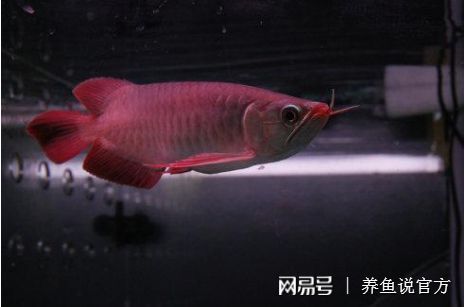 紅龍魚發(fā)色訣竅：紅龍魚發(fā)色的詳細(xì)訣竅