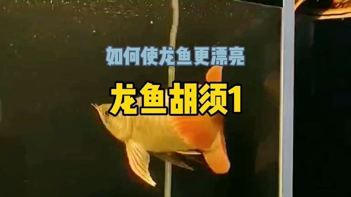 龍魚的胡須斷了還能長出來嗎視頻：龍魚的胡須斷了可以重新長出來嗎 龍魚百科 第5張