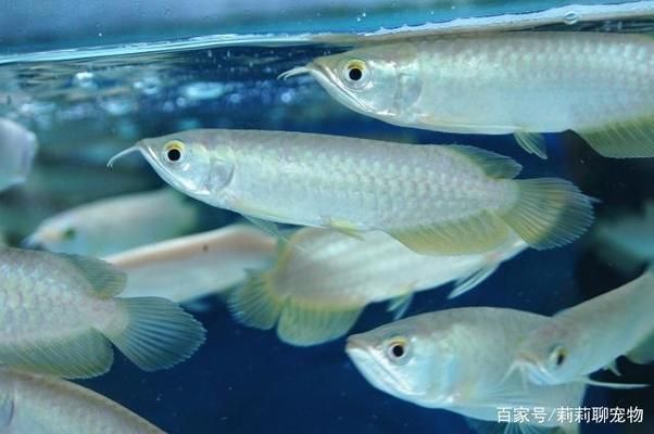 防止龍魚打架的辦法是什么：如何防止龍魚之間的打架？ 龍魚百科 第3張