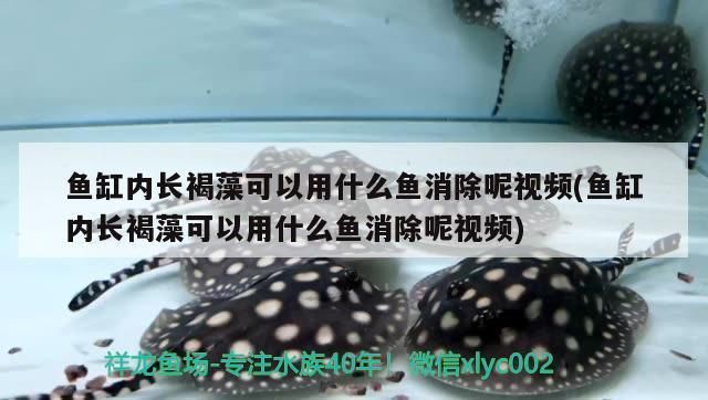 定制魚缸多少錢一米5左右：5米魚缸適合養(yǎng)什么魚 魚缸百科 第4張