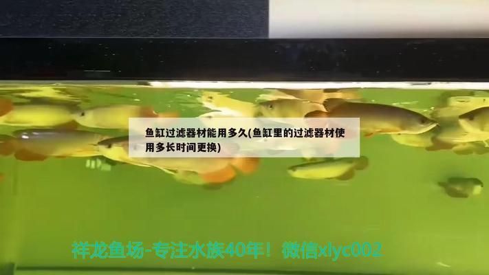 定制魚缸多少錢一米5左右：5米魚缸適合養(yǎng)什么魚 魚缸百科 第3張