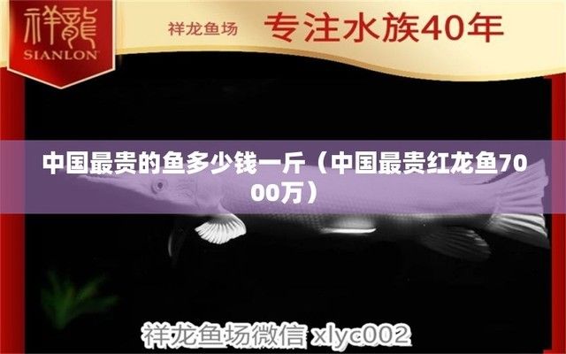 中國最貴紅龍魚7000萬：一只價(jià)值7000萬的淡水魚