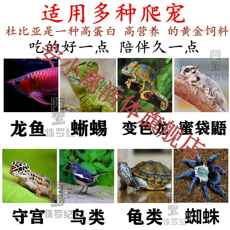 龍魚繁殖技術(shù)培訓(xùn)課件：亞洲龍魚3-4歲初次達(dá)到性成熟，龍魚繁殖周期與頻率 龍魚百科 第5張