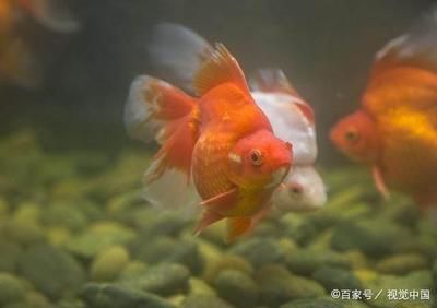 如何降低魚缸內(nèi)氨氮含量：如何降低魚缸內(nèi)的氨氮含量 魚缸百科 第6張