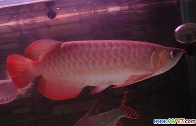 紅龍魚(yú)的挑選標(biāo)準(zhǔn)圖：紅龍魚(yú)挑選標(biāo)準(zhǔn) 紅龍魚(yú)百科 第2張