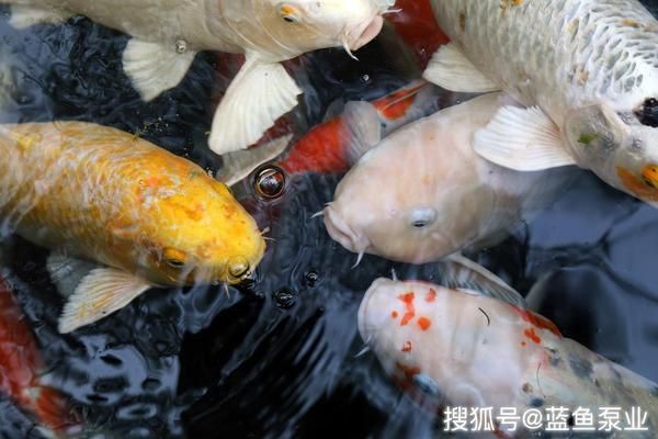 魚缸vc的使用方法：維生素c在魚缸中的應(yīng)用 魚缸百科 第4張