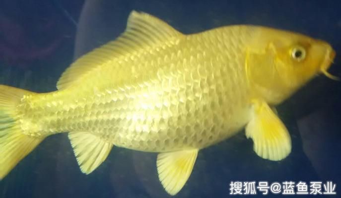 魚缸vc的使用方法：維生素c在魚缸中的應(yīng)用 魚缸百科 第3張