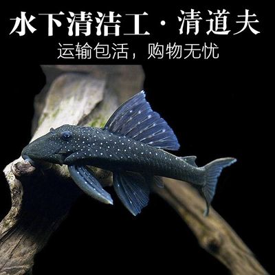 龍魚吃草魚嗎：龍魚可以吃草魚嗎 龍魚百科 第4張