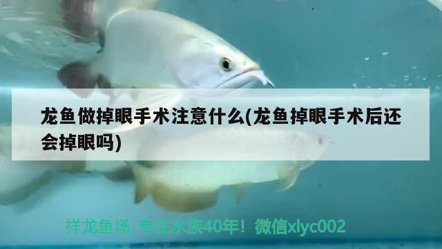 龍魚手術(shù)后注意什么事項：龍魚手術(shù)后如何保持水質(zhì)，龍魚術(shù)后預(yù)防感染方法需要注意以下幾個方面 龍魚百科 第5張