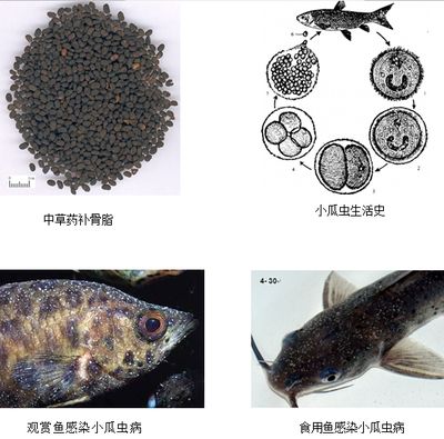 龍魚身上有白斑怎么辦：六角龍魚身上出現(xiàn)白斑可能是由多種原因引起的，龍魚白斑病因及預(yù)防 龍魚百科 第2張