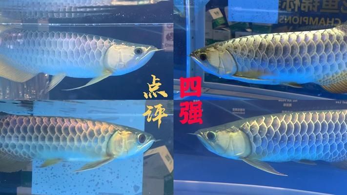 龍魚高背和過(guò)背哪個(gè)好：龍魚的高背和過(guò)背有什么區(qū)別 龍魚百科 第4張