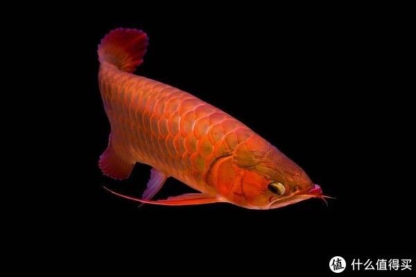 龍魚(yú)變紅的最好方法視頻：如何讓龍魚(yú)變紅 紅龍魚(yú)百科 第3張