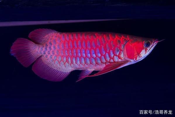 龍魚(yú)變紅的最好方法視頻：如何讓龍魚(yú)變紅 紅龍魚(yú)百科 第5張