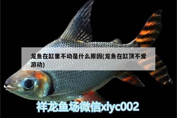 龍魚在缸頂不愛游動：龍魚在缸頂不愛游動可能由多種因素引起龍魚異常行為的建議 龍魚百科 第3張