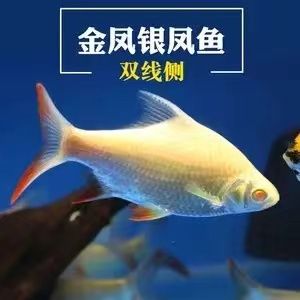 龍魚配泰國(guó)鯽魚可以嗎：龍魚和泰國(guó)鯽魚可以混養(yǎng)嗎 龍魚百科 第5張