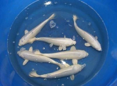 龍魚(yú)是熱帶魚(yú)么還是海魚(yú)：龍魚(yú)是熱帶淡水魚(yú)，而不是海魚(yú) 龍魚(yú)百科 第5張