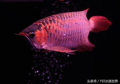 龍魚吃飼料長得快嗎視頻：龍魚吃飼料可以長得快嗎 龍魚百科 第4張