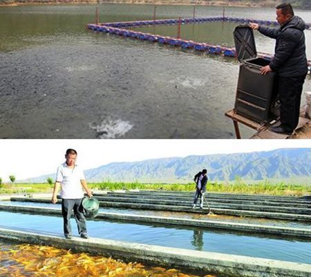 龍魚(yú)繁殖基地有哪些：如何鑒別優(yōu)質(zhì)龍魚(yú)繁殖基地