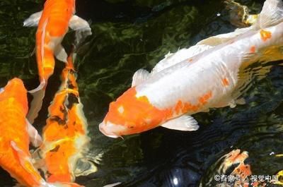 金龍魚規(guī)格型號對照表：金龍魚的規(guī)格型號對照表 水族問答 第2張