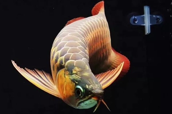 龍魚嘴型區(qū)分：龍魚嘴型對(duì)飼養(yǎng)管理的影響