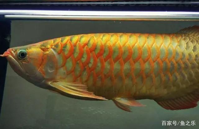 龍魚嘴型區(qū)分：龍魚嘴型對(duì)飼養(yǎng)管理的影響 龍魚百科 第3張