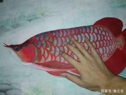 龍魚嘴型區(qū)分：龍魚嘴型對(duì)飼養(yǎng)管理的影響 龍魚百科 第4張