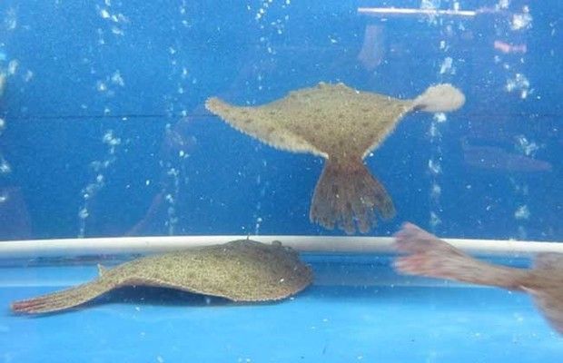 金龍魚貴不貴：金龍魚價(jià)格每升40元以上，貴的金龍魚有什么特點(diǎn) 水族問答 第1張