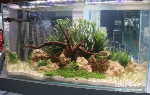 如何選擇魚缸照明設(shè)備：水族箱植物光照需求指南魚缸照明設(shè)備維護(hù)技巧 魚缸百科 第3張