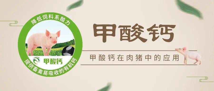 金龍魚郭氏家族：金龍魚郭氏家族的起源 水族問答 第2張