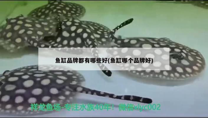 品牌魚缸有哪些品種的：知名品牌魚缸品牌有哪些 魚缸百科 第2張