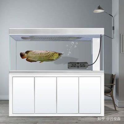 品牌魚缸有哪些品種的：知名品牌魚缸品牌有哪些 魚缸百科 第4張