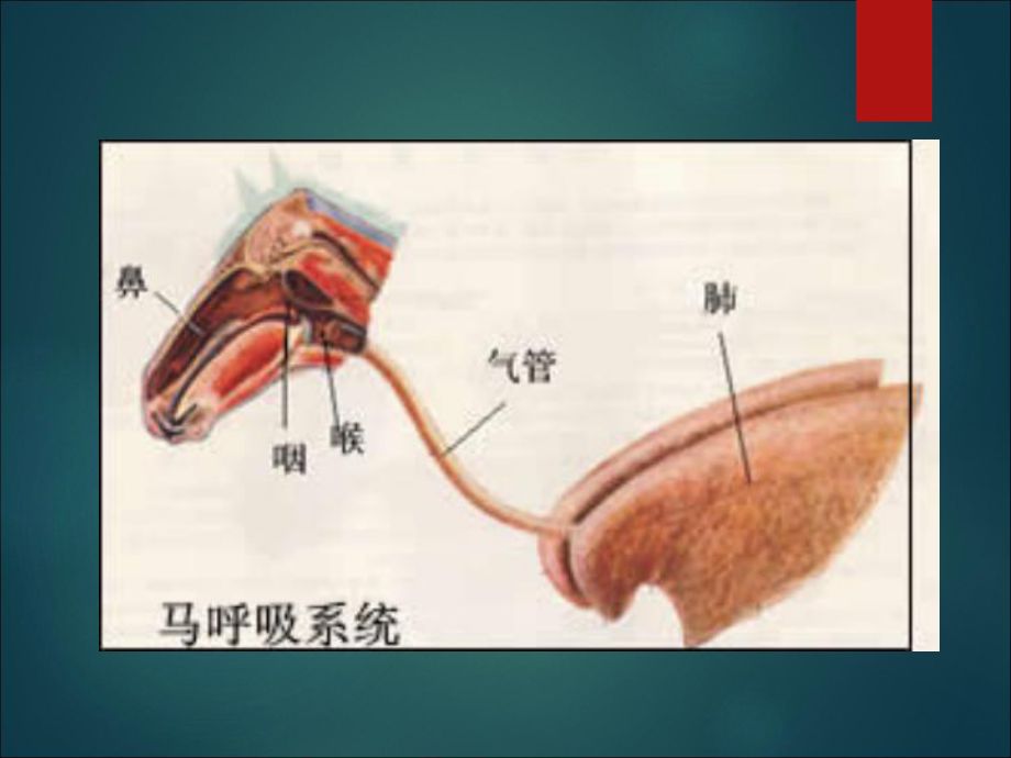 龍魚(yú)爛鼻孔：如何判斷龍魚(yú)爛鼻孔的嚴(yán)重程度 龍魚(yú)百科 第2張