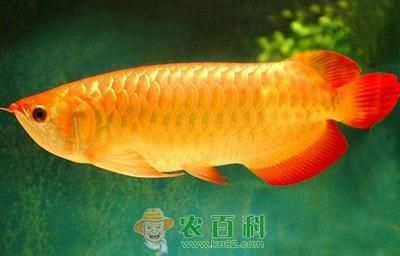 龍魚要掉眼怎么辦：龍魚掉眼怎么辦