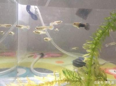 魚缸過濾選什么好：如何選擇魚缸過濾器 魚缸百科 第3張