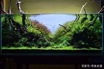 床頭邊放魚缸：床頭邊放魚缸可以帶來多方面的好處，它可以為居住者帶來寧靜和放松氛圍 魚缸百科 第3張