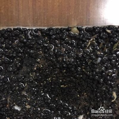 魚缸內(nèi)種植水草的技巧：適合在魚缸中種植的幾種水草種類 魚缸百科 第1張