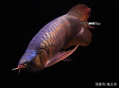 龍魚(yú)發(fā)色最佳溫度：龍魚(yú)發(fā)色最佳溫度為28到29攝氏度 龍魚(yú)百科 第1張