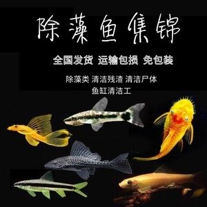 魚(yú)缸除藻類(lèi)：關(guān)于魚(yú)缸除藻的一些詳細(xì)信息 魚(yú)缸百科 第4張