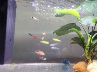 小佩魚缸pro：小佩魚缸pro與其他品牌對比小佩魚缸pro維護(hù)周期指南