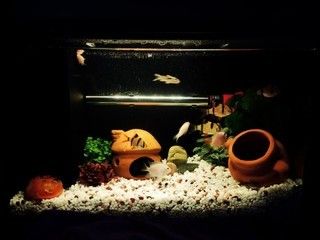 小佩魚(yú)缸pro：小佩魚(yú)缸pro與其他品牌對(duì)比小佩魚(yú)缸pro維護(hù)周期指南 魚(yú)缸百科 第5張