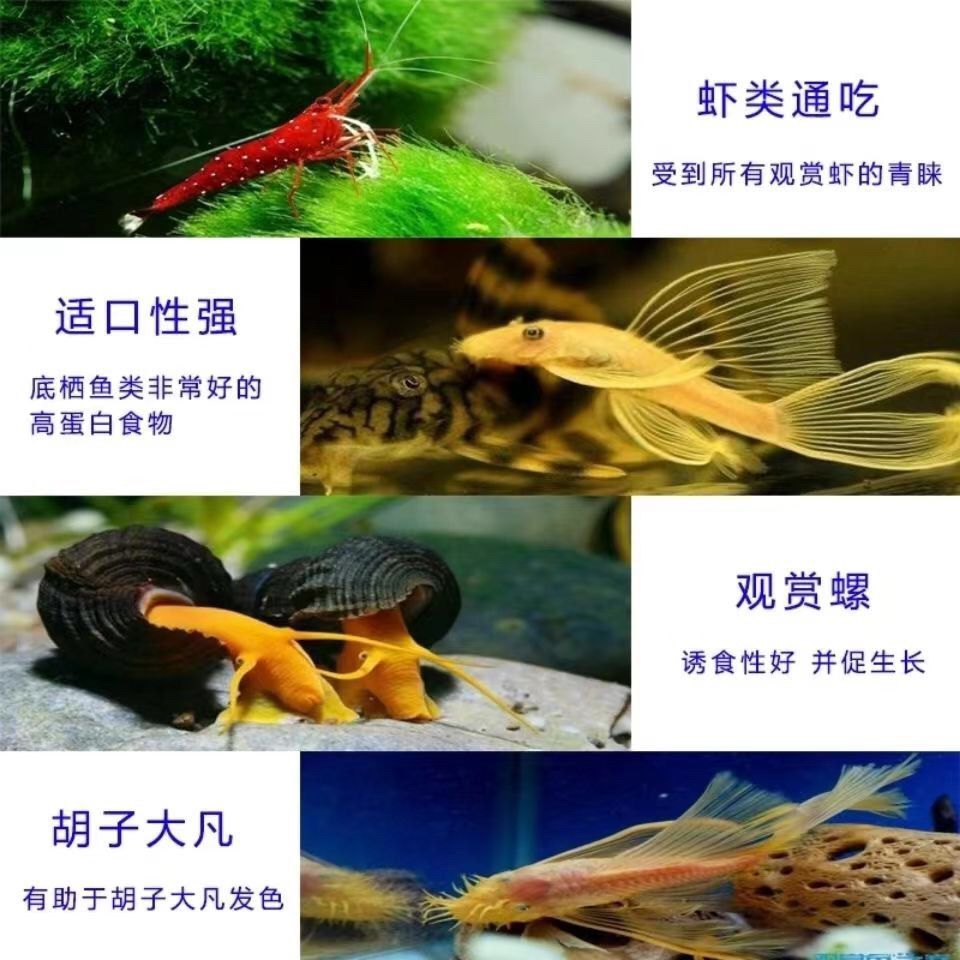 龍魚(yú)缸用什么工具魚(yú)好看：龍魚(yú)缸中的魚(yú)類選擇對(duì)于觀賞效果至關(guān)重要選擇合適的魚(yú)種 魚(yú)缸百科 第5張