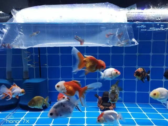 魚缸里的棉絮狀物怎么除：如何處理魚缸里的棉絮狀物