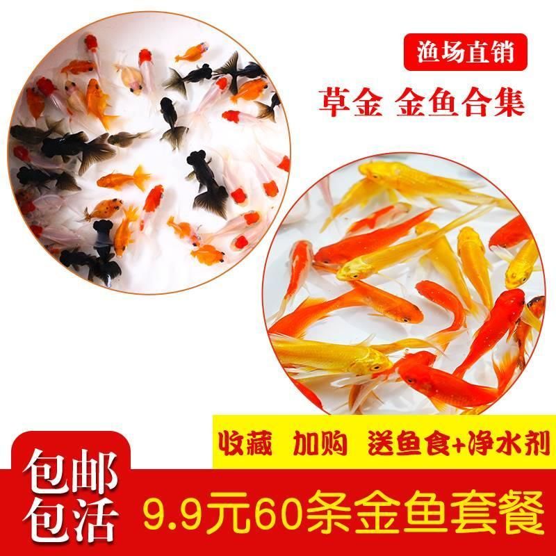 龍魚飼料魚用什么魚好養(yǎng)：龍魚適宜的飼料魚選擇和喂食方法 龍魚百科 第4張