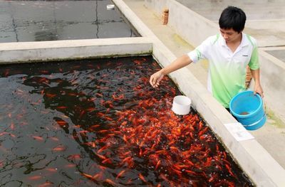 金龍魚好不好養(yǎng)活一些：金龍魚的繁殖過程需要遵循一些基本的飼養(yǎng)原則，水質(zhì)管理是關(guān)鍵 水族問答 第1張