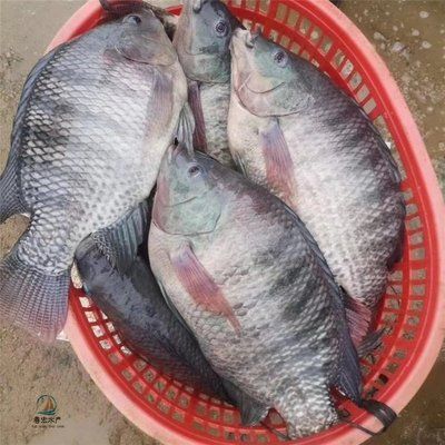 龍魚魚苗批發(fā)廠家：龍魚魚苗批發(fā)廠家如何識(shí)別優(yōu)秀的龍魚魚苗批發(fā)廠家 龍魚百科 第4張