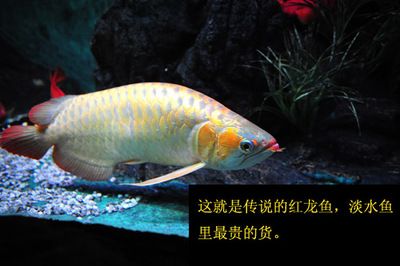 紅龍魚的傳說故事簡介：紅龍魚在中國文化中承載著豐富的象征意義和傳說故事 紅龍魚百科 第3張