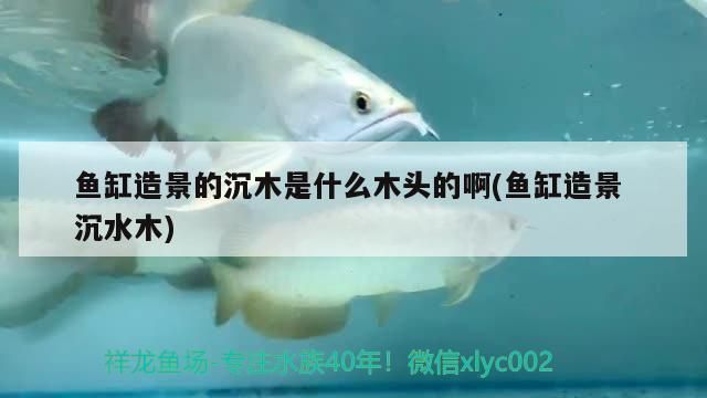 什么樹可以放魚缸里當沉木：適合放入魚缸的沉木有哪些 魚缸百科 第2張