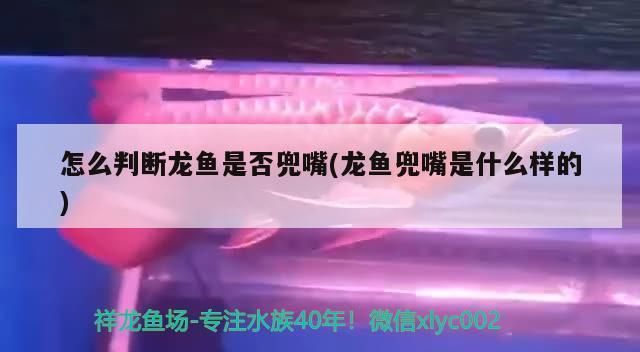 龍魚什么叫兜嘴：如何判斷龍魚兜嘴的嚴重程度 龍魚百科 第3張